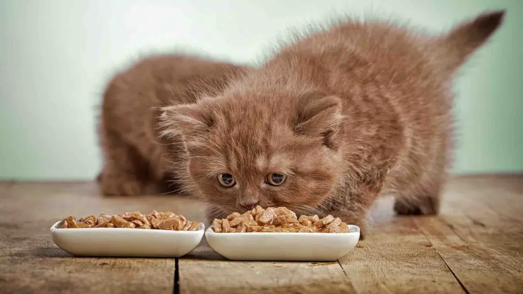 13 Best Low Fiber Cat Food (2022): Review & Top Pickup Brands