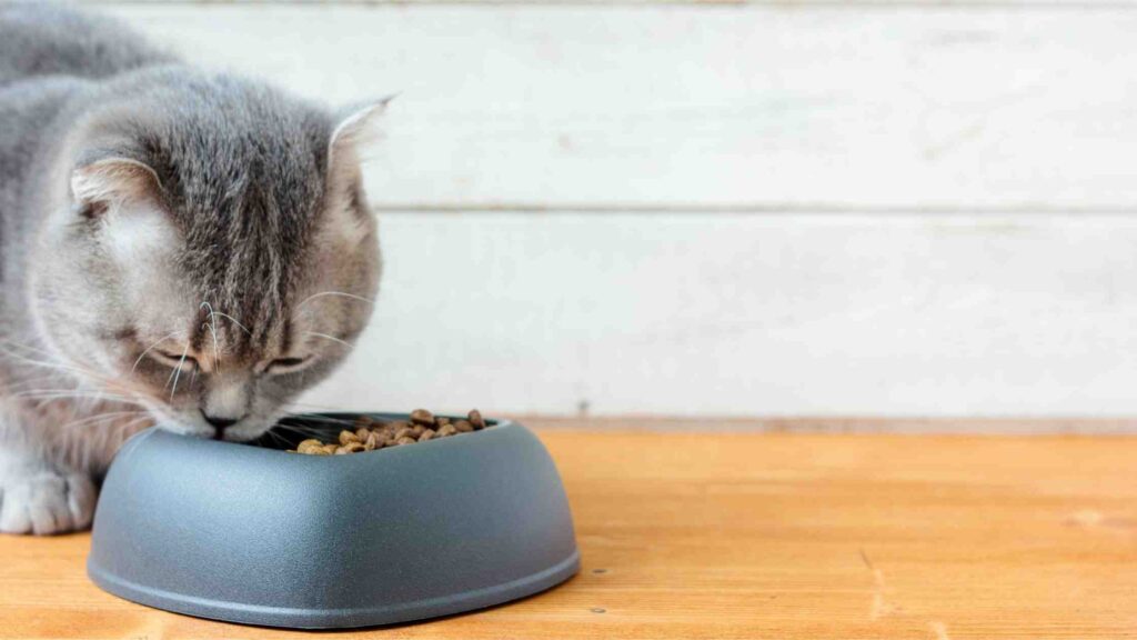 29 Best Cat Food (2022) That Expert Recommended and Most Natural