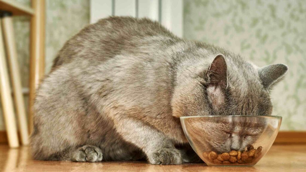 29 Best Cat Food (2022) That Expert Recommended and Most Natural