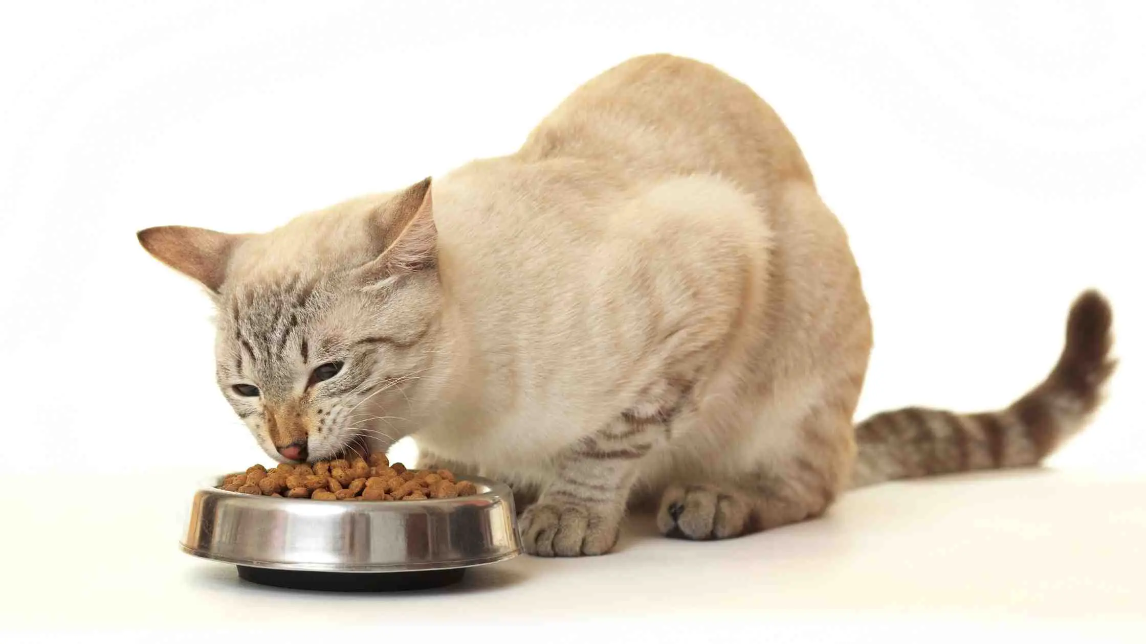 Blissful Belly Cat Food Review