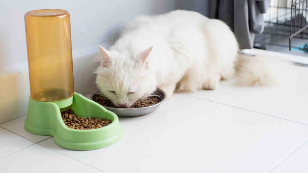 10 Cat Food with Taurine
