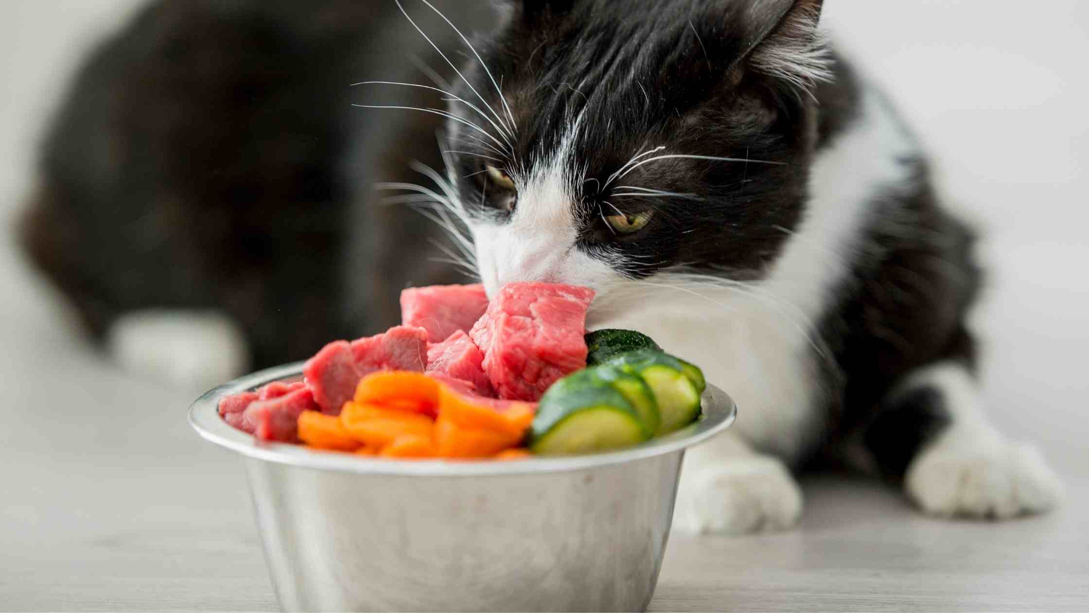 How to Choose the Best Raw Cat Food? - MyBestCatFood