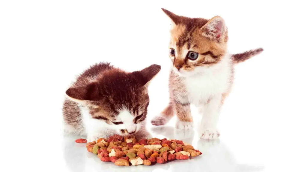 Can 2 Month Old Kittens Eat Dry Food