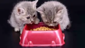 Can 2 Month Old Kittens Eat Dry Food