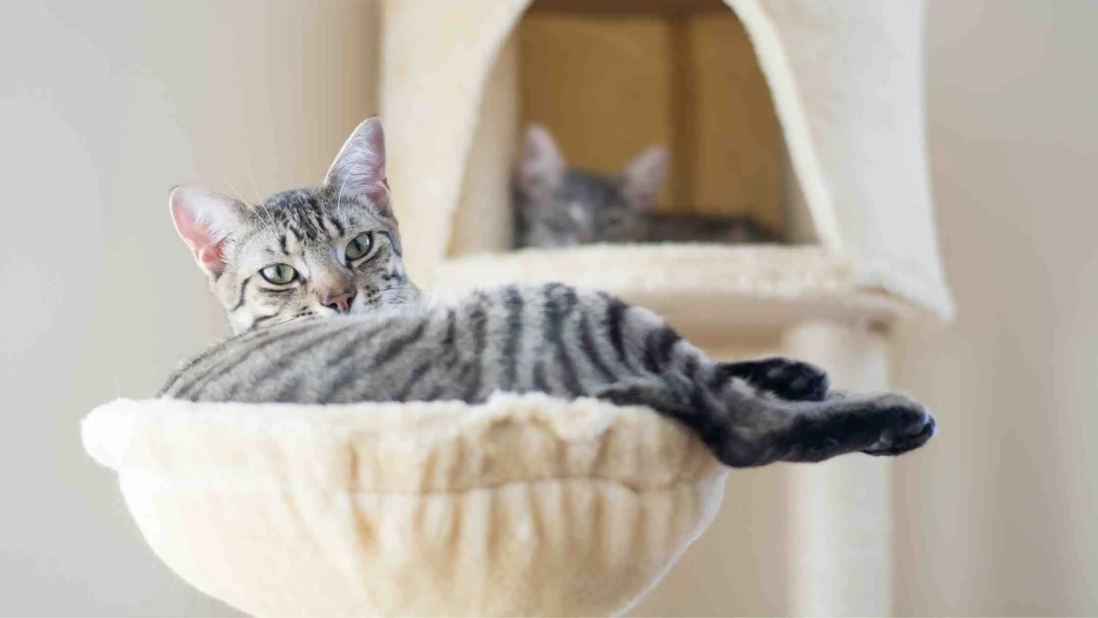 How To Make Floor Ceiling Cat Tree