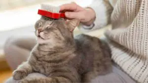 cat comb and brush