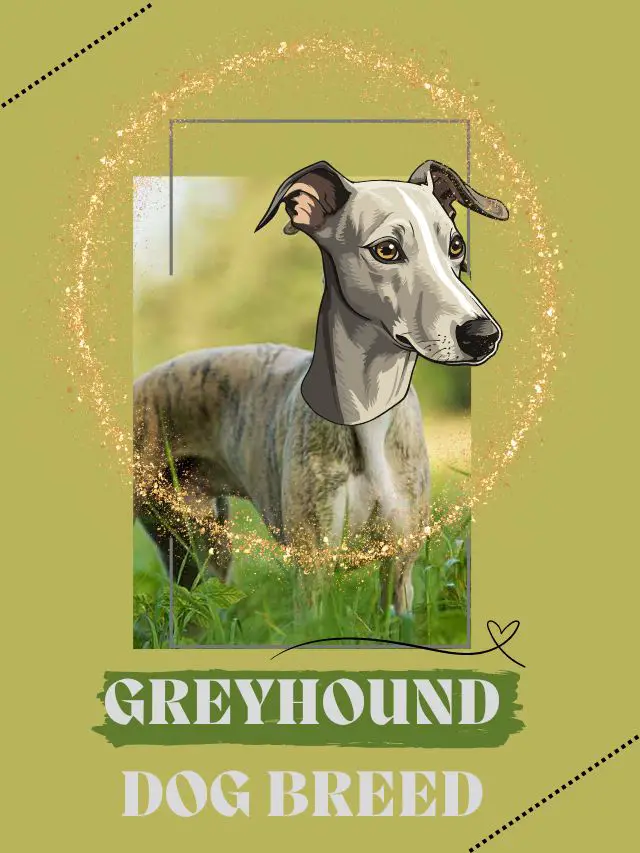 Types of greyhound dog breed