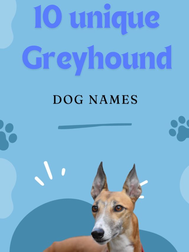 10 unique Greyhound dog names