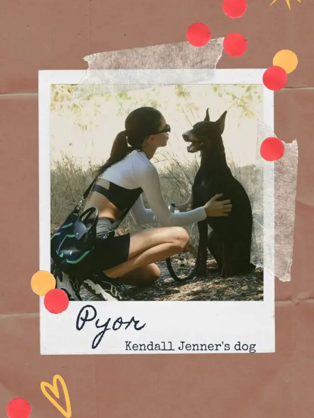 8 Points about  Kendall Jenner’s Stylish Doberman in the Spotlight